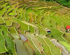 Rice Terraces
