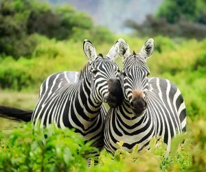 Kenya, Your Dream Safari