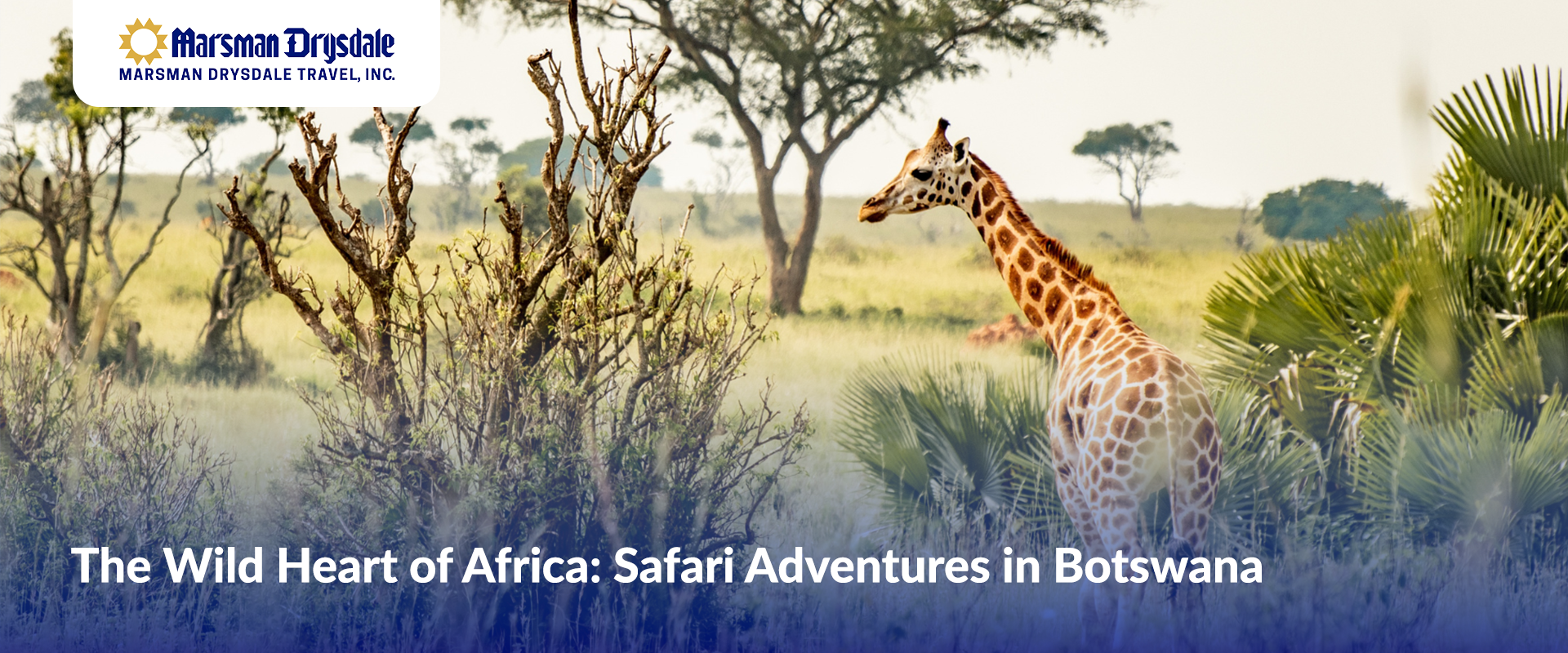 The Wild Heart of Africa: Safari Adventures in Botswana