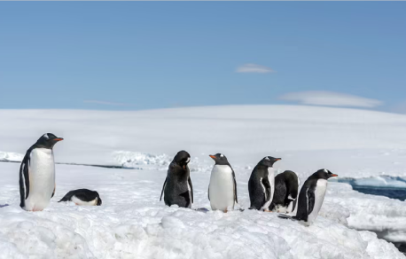 ANTARCTICA: BEST OF BOTH WORLDS