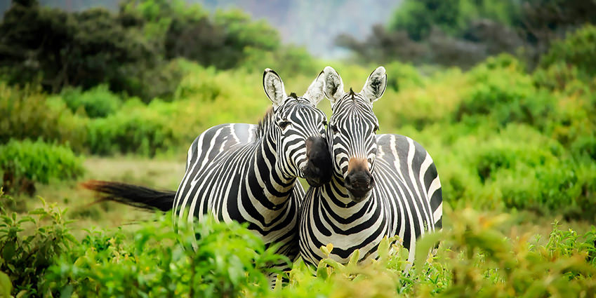 Kenya, Your Dream Safari