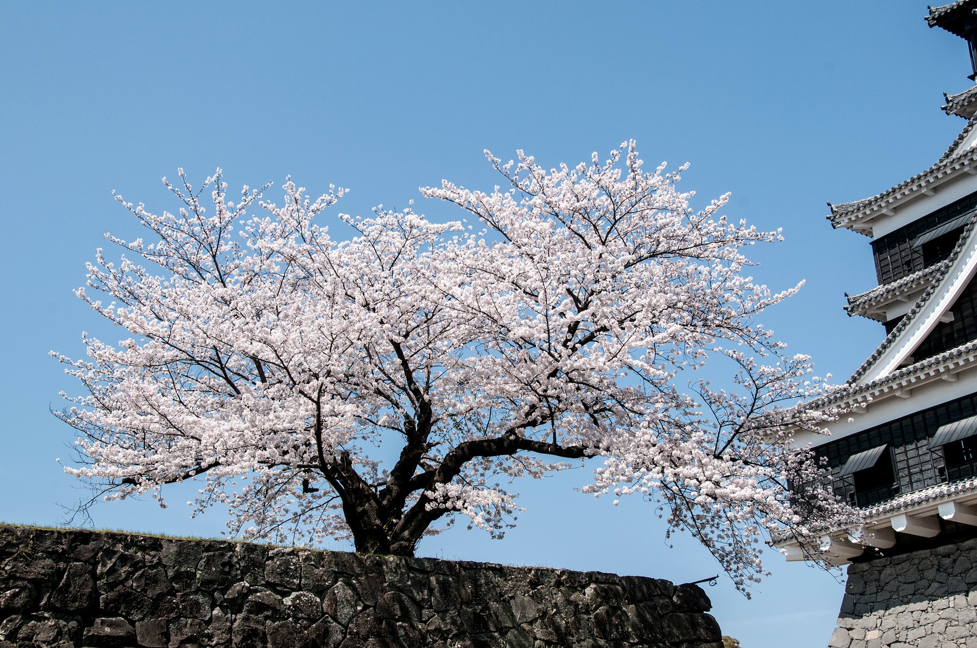 HANAMI: Japan’s Cherry Blossom Viewing Tradition | Marsman-Drysdale